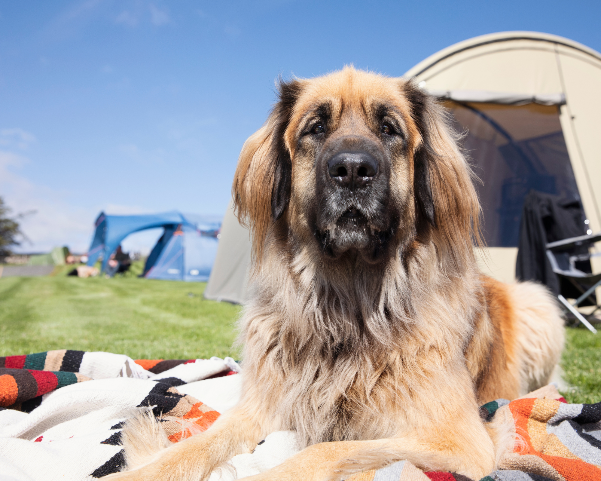 Beautiful big dog, laying down enjoying the sunshine and the campsite